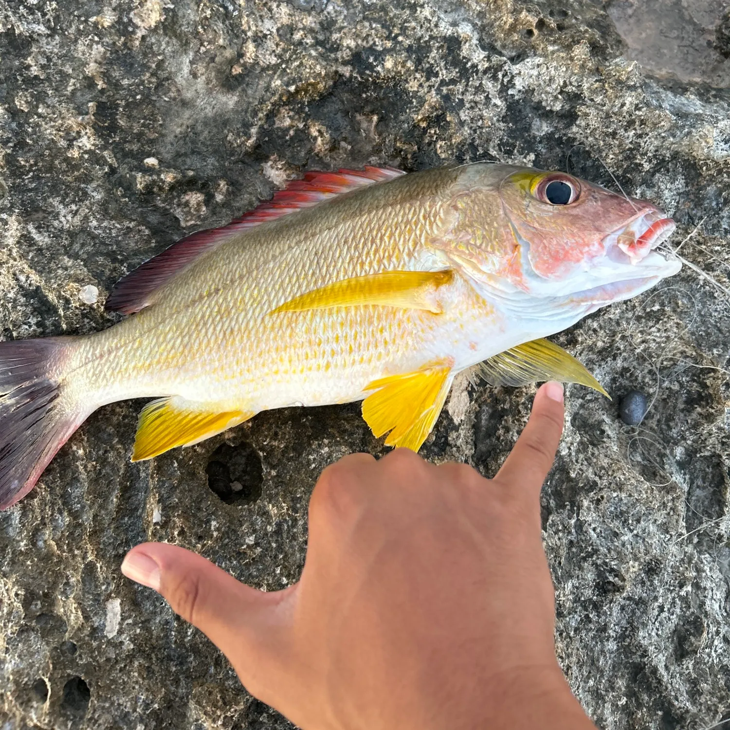 Butterfly peacock bass caught on Fishbrain