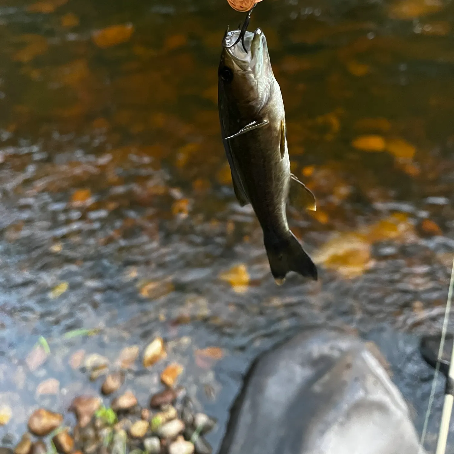 Smallmouth bass caught on Fishbrain
