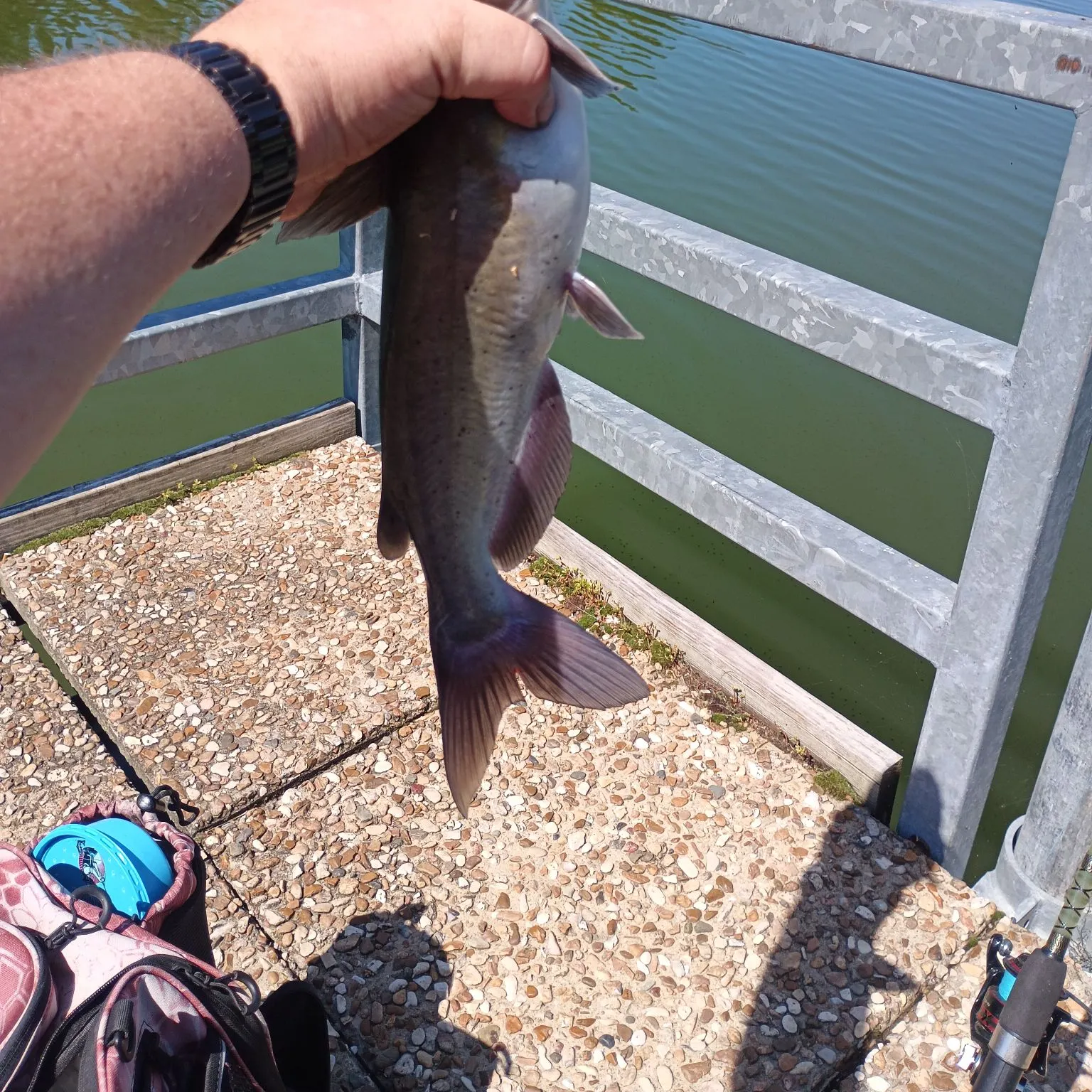 Channel catfish caught on Fishbrain