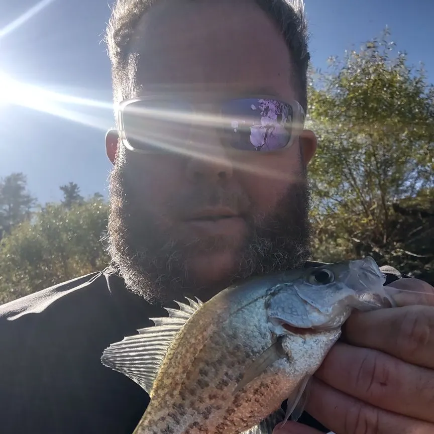 Black crappie caught on Fishbrain