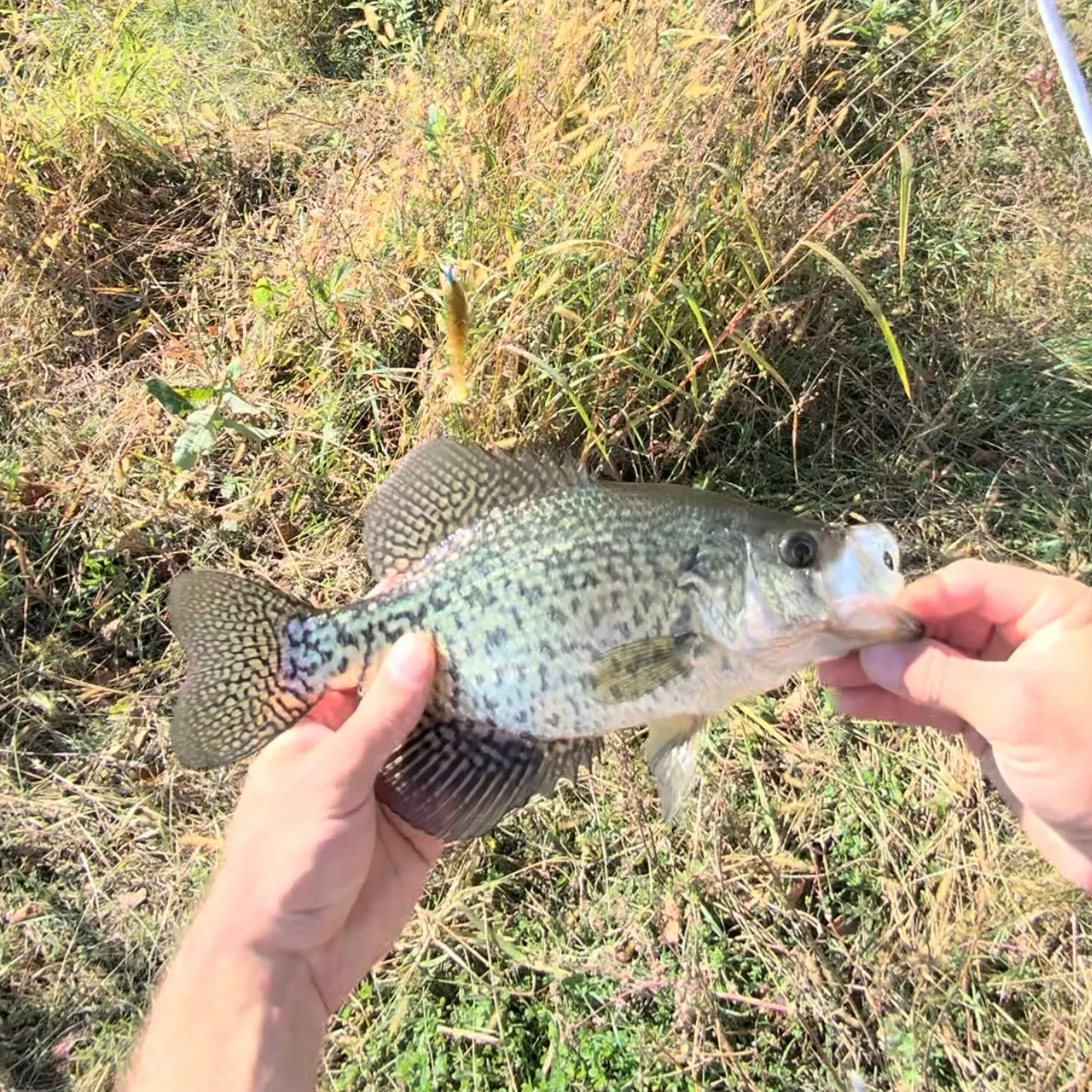 Black crappie caught on Fishbrain