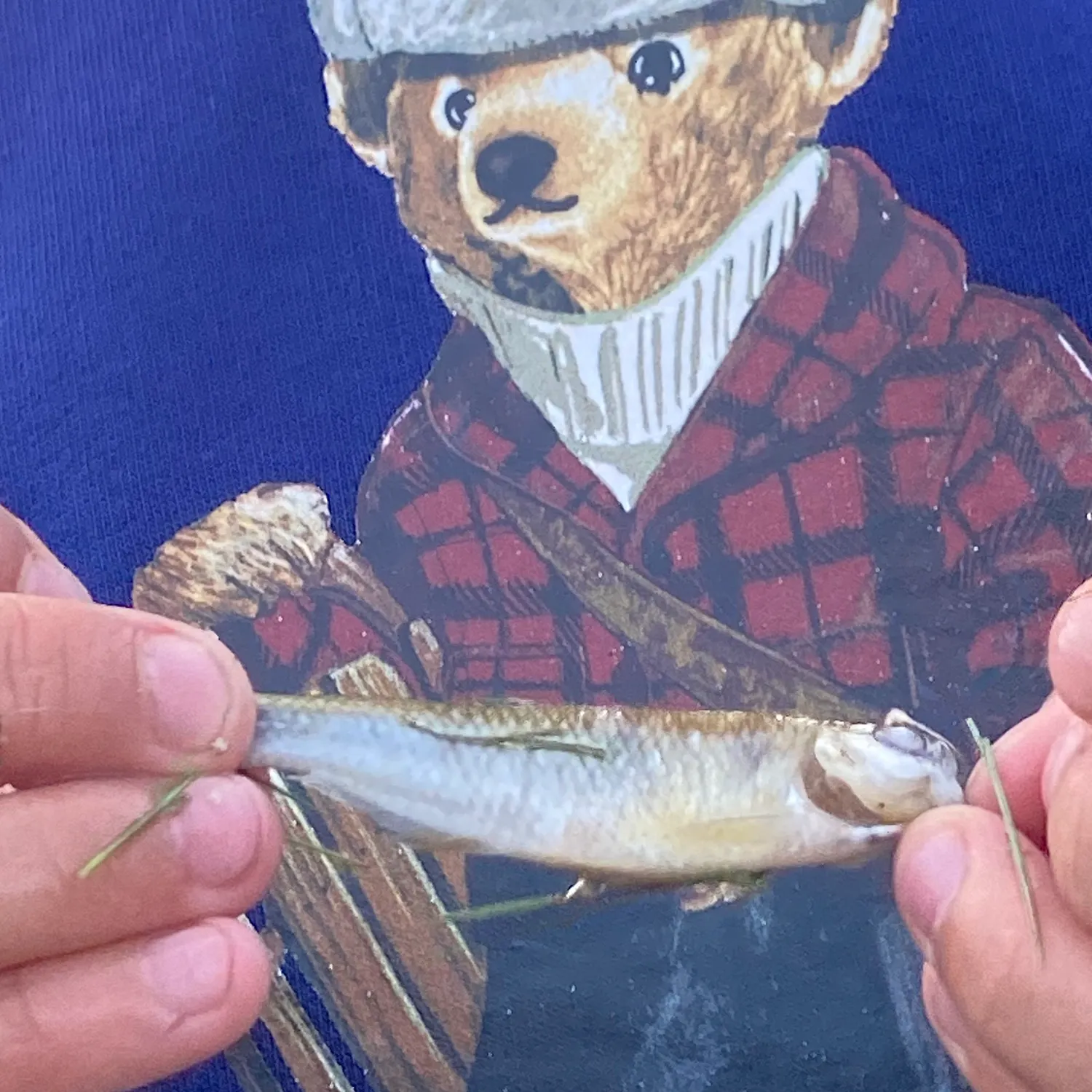 The most recent Scaled herring catches on Fishbrain