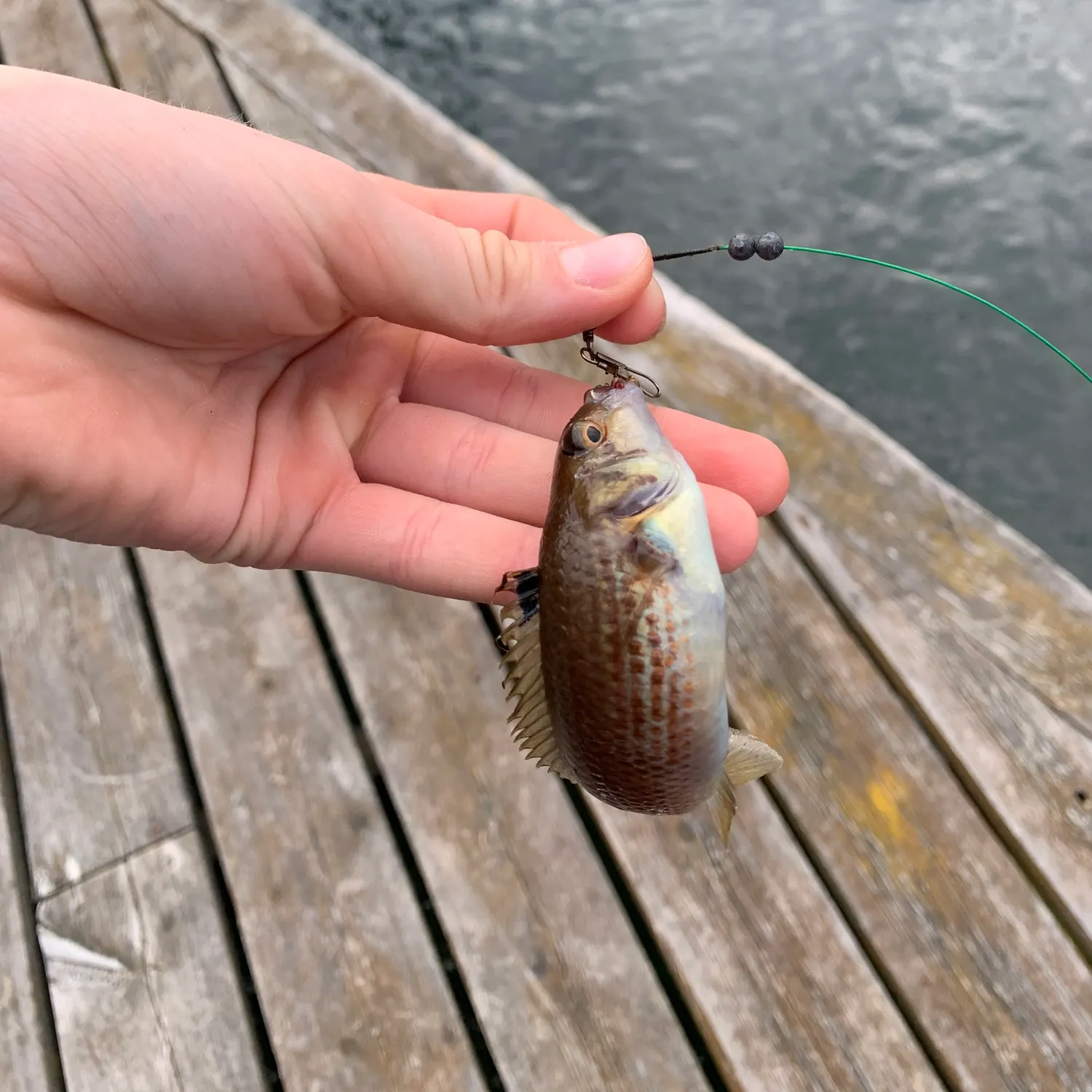 The most recent Goldsinny-wrasse catches on Fishbrain