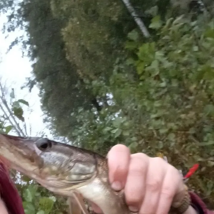 Northern pike caught on Fishbrain