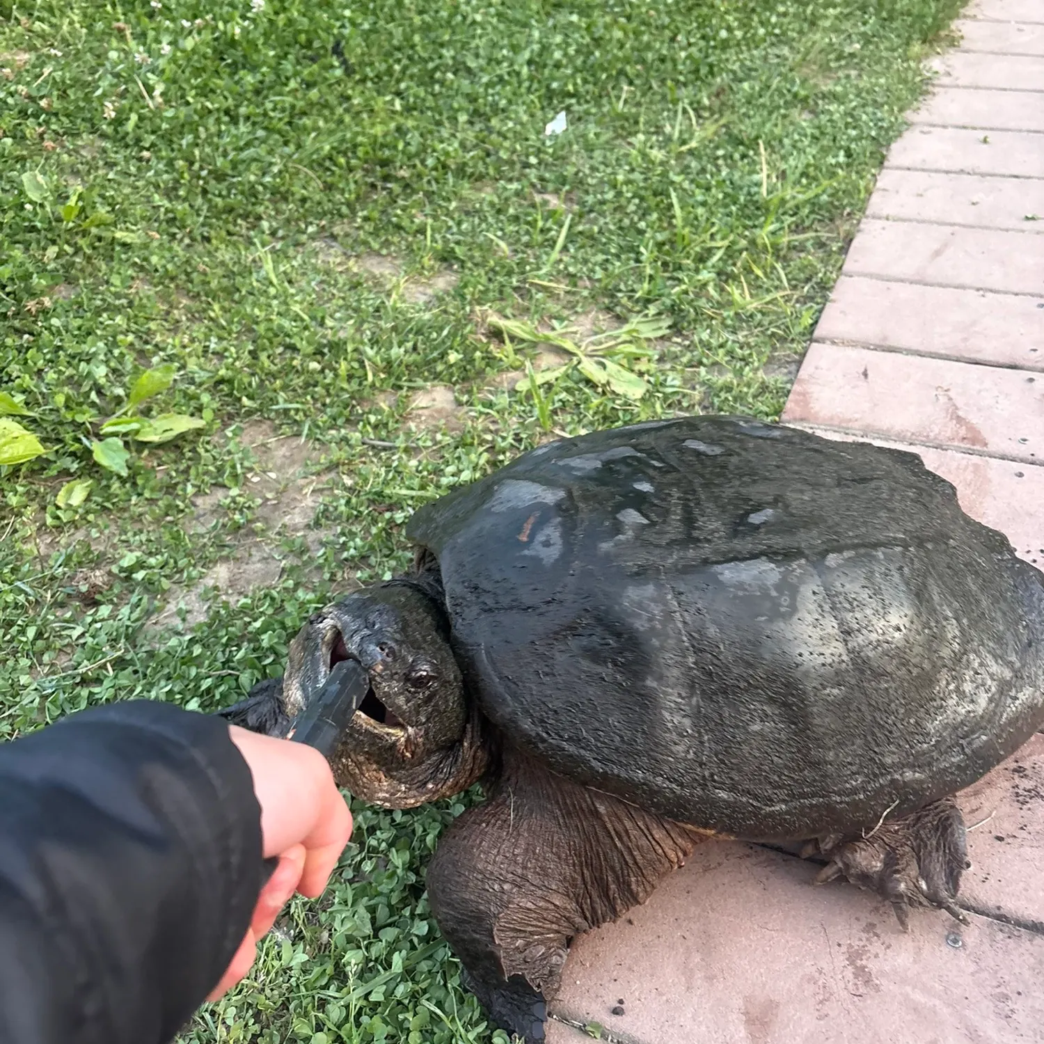 The most recent Common snapping turtle catches on Fishbrain