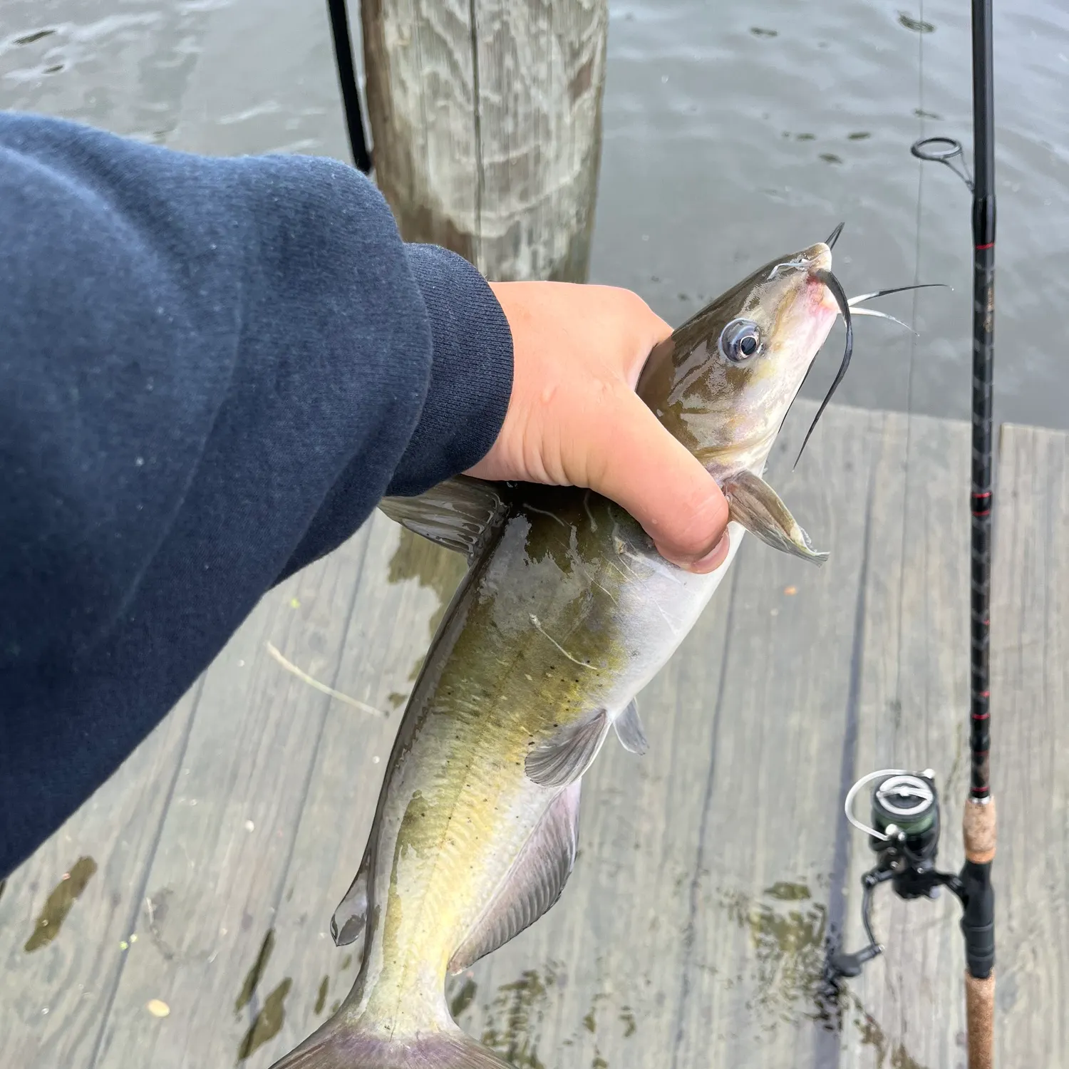 Channel catfish caught on Fishbrain