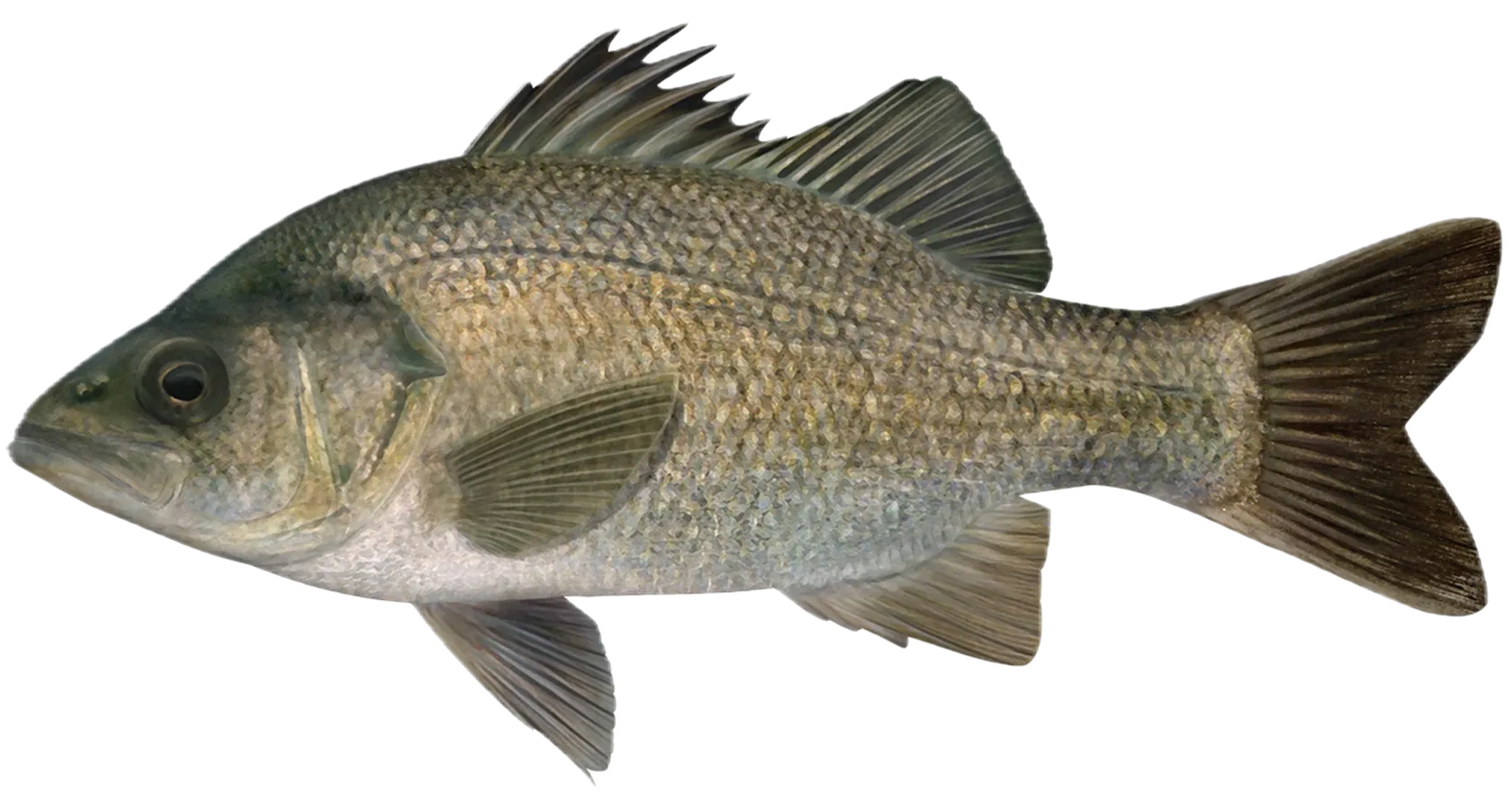 Estuary perch