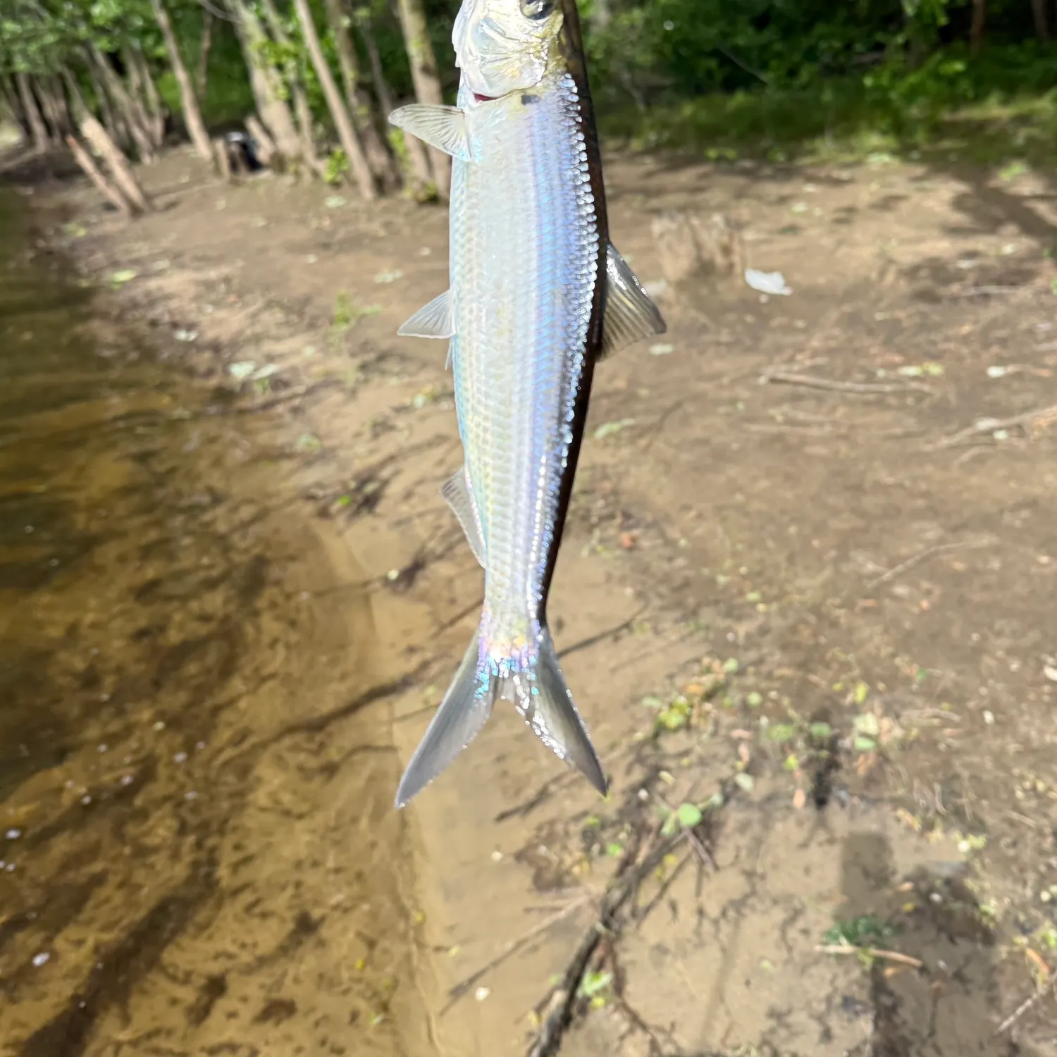 The most recent Alewife catches on Fishbrain
