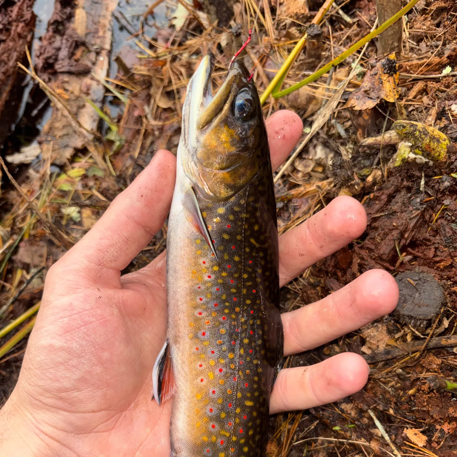 Brook trout caught on Fishbrain
