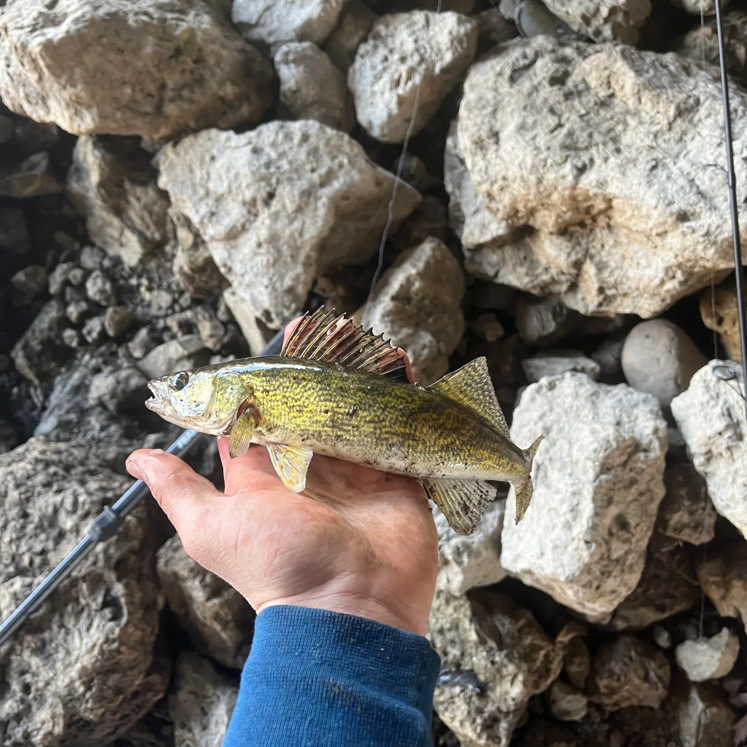 The most recent Walleye catches on Fishbrain