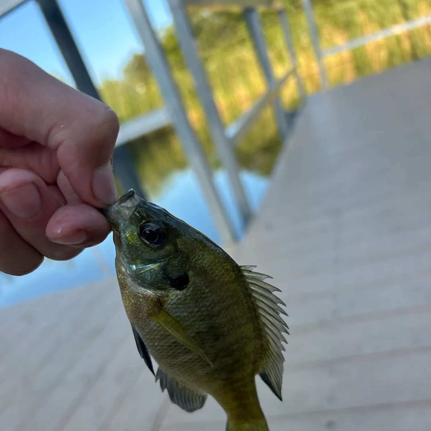 Bluegill caught on Fishbrain