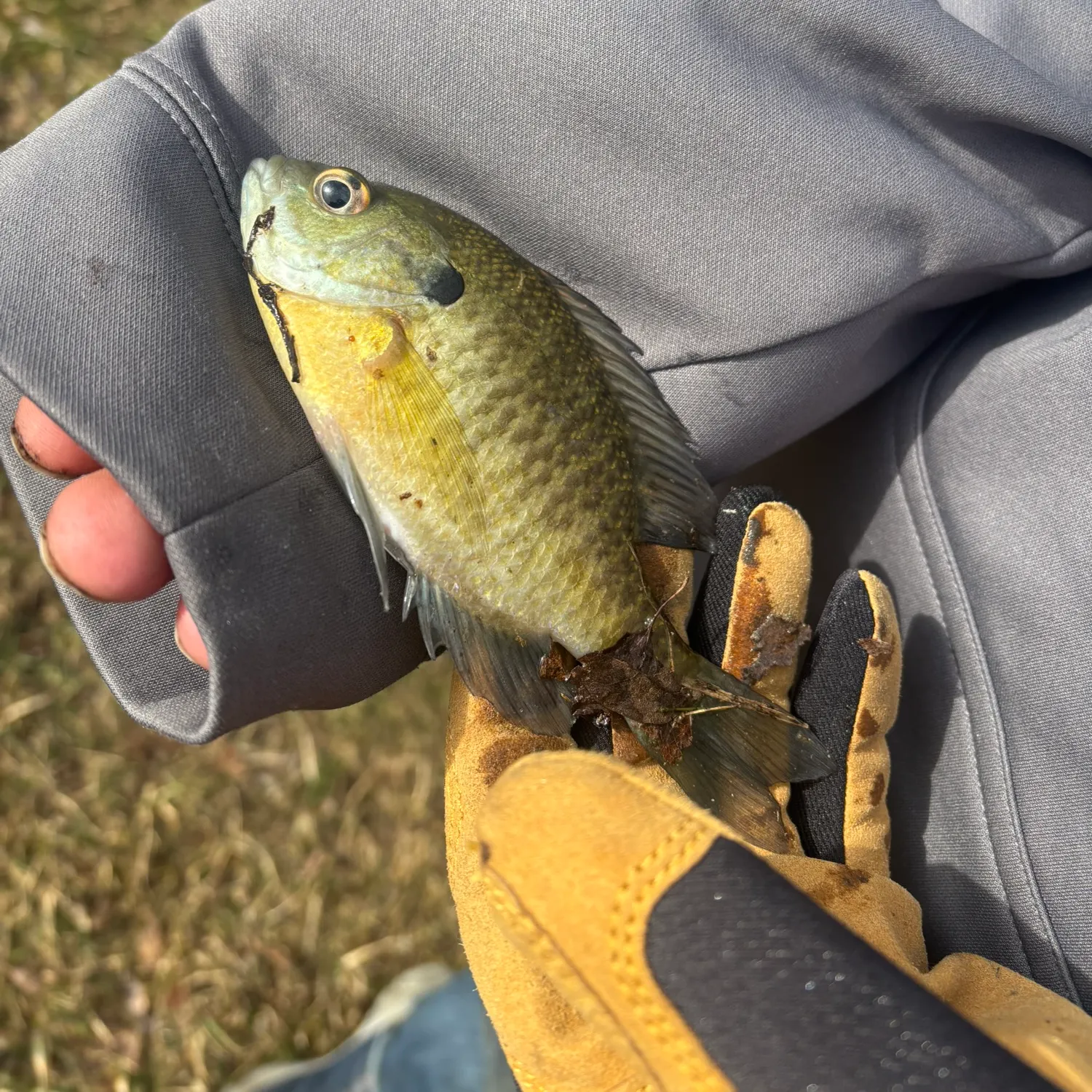 The most recent Northern sunfish catches on Fishbrain