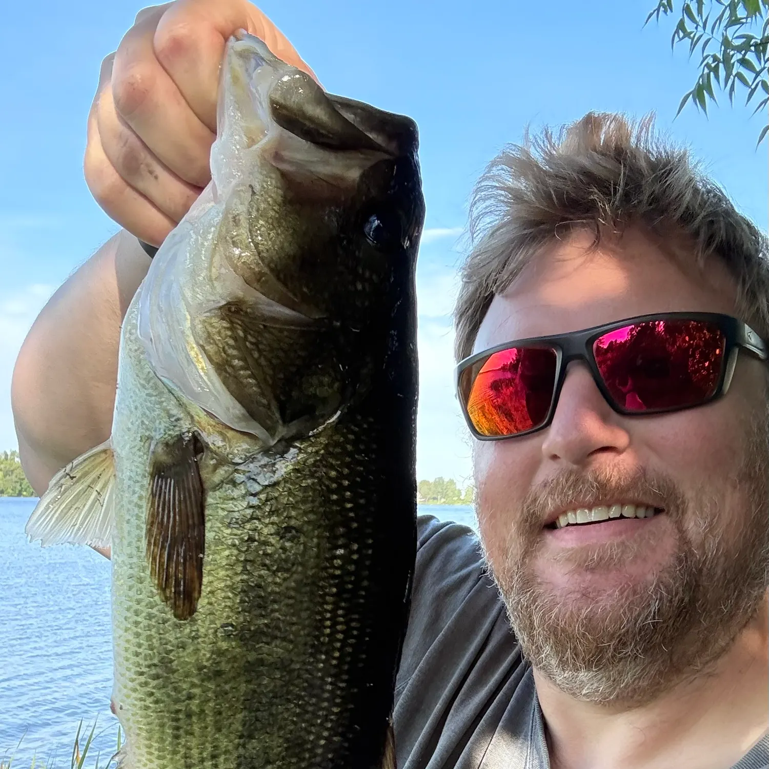 Largemouth bass caught on Fishbrain