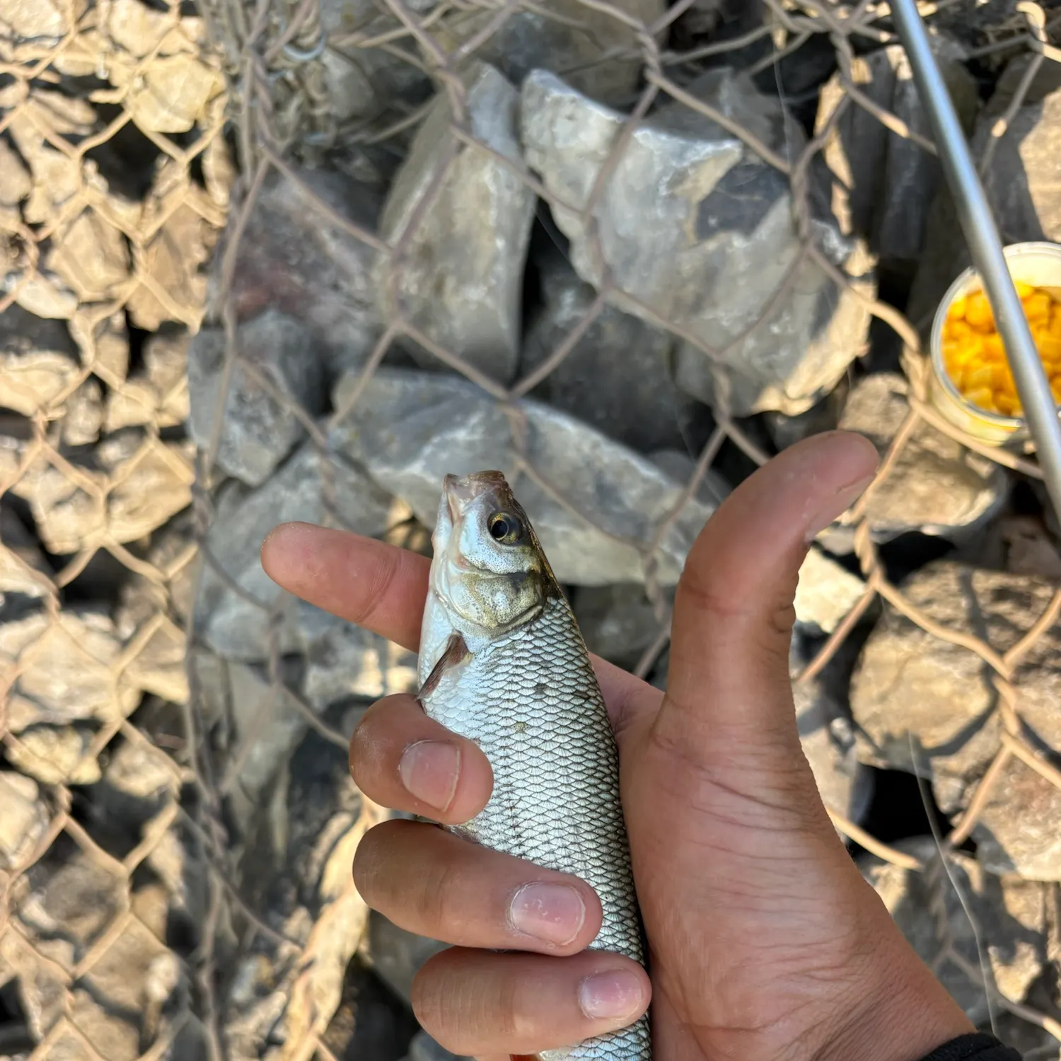 Fish caught on Fishbrain