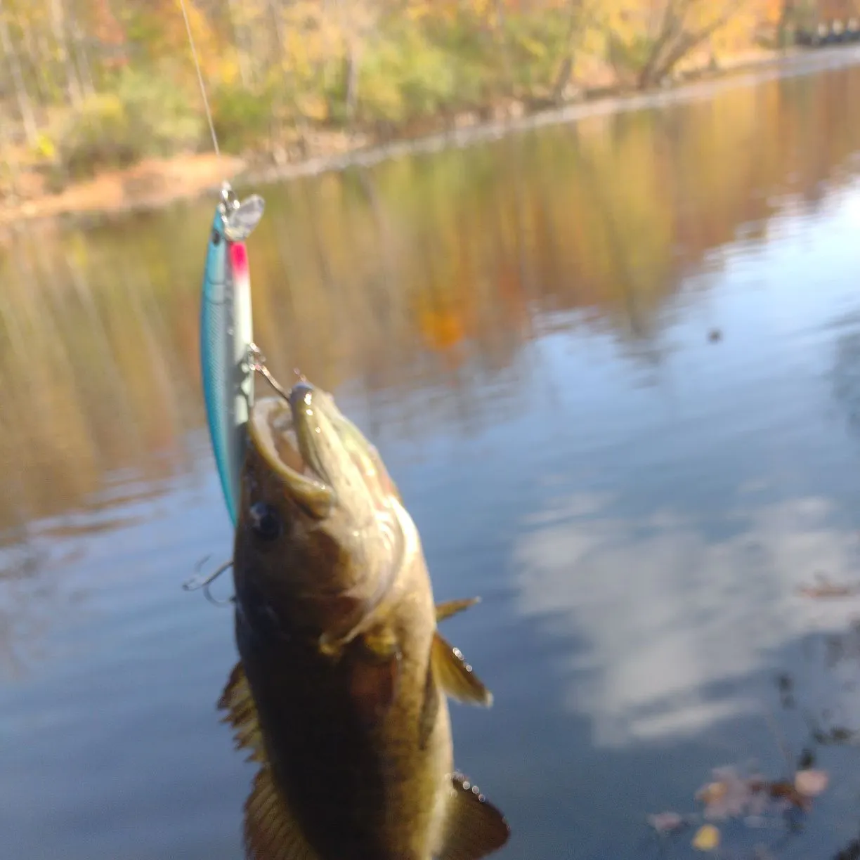 Smallmouth bass caught on Fishbrain