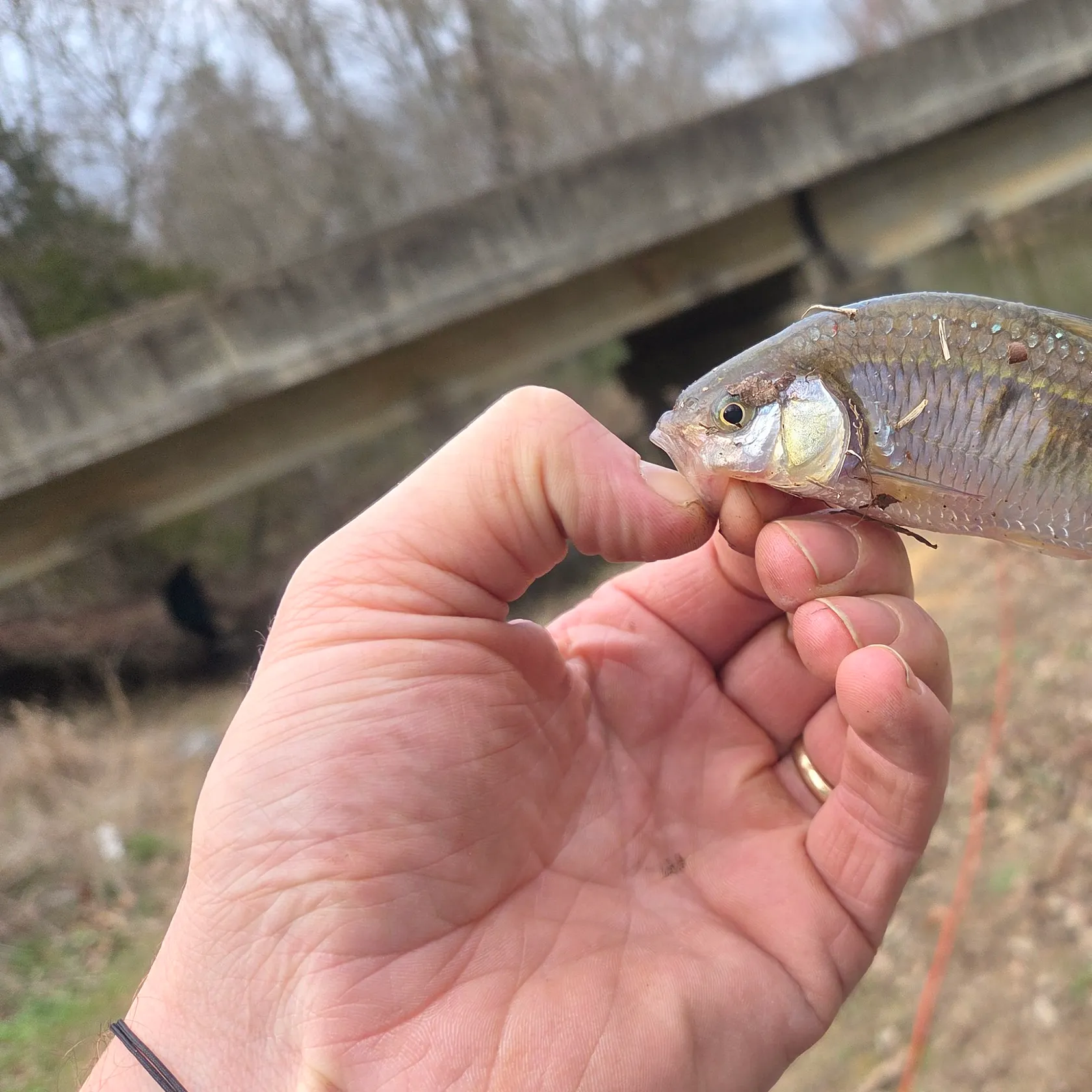 The most recent Striped shiner catches on Fishbrain