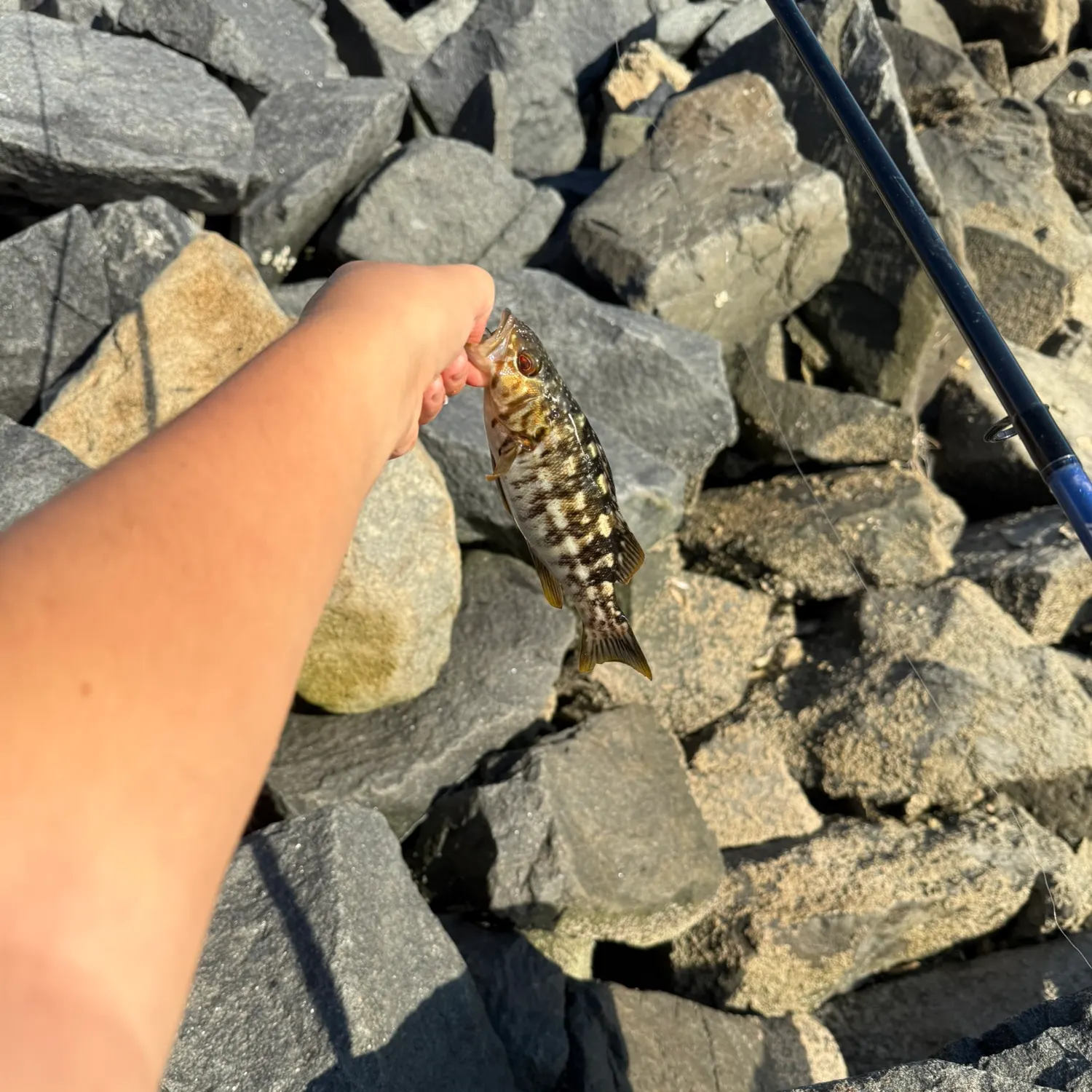 The most recent Kelp bass catches on Fishbrain