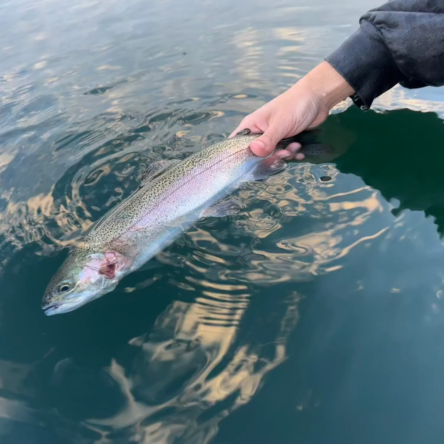 Rainbow trout caught on Fishbrain