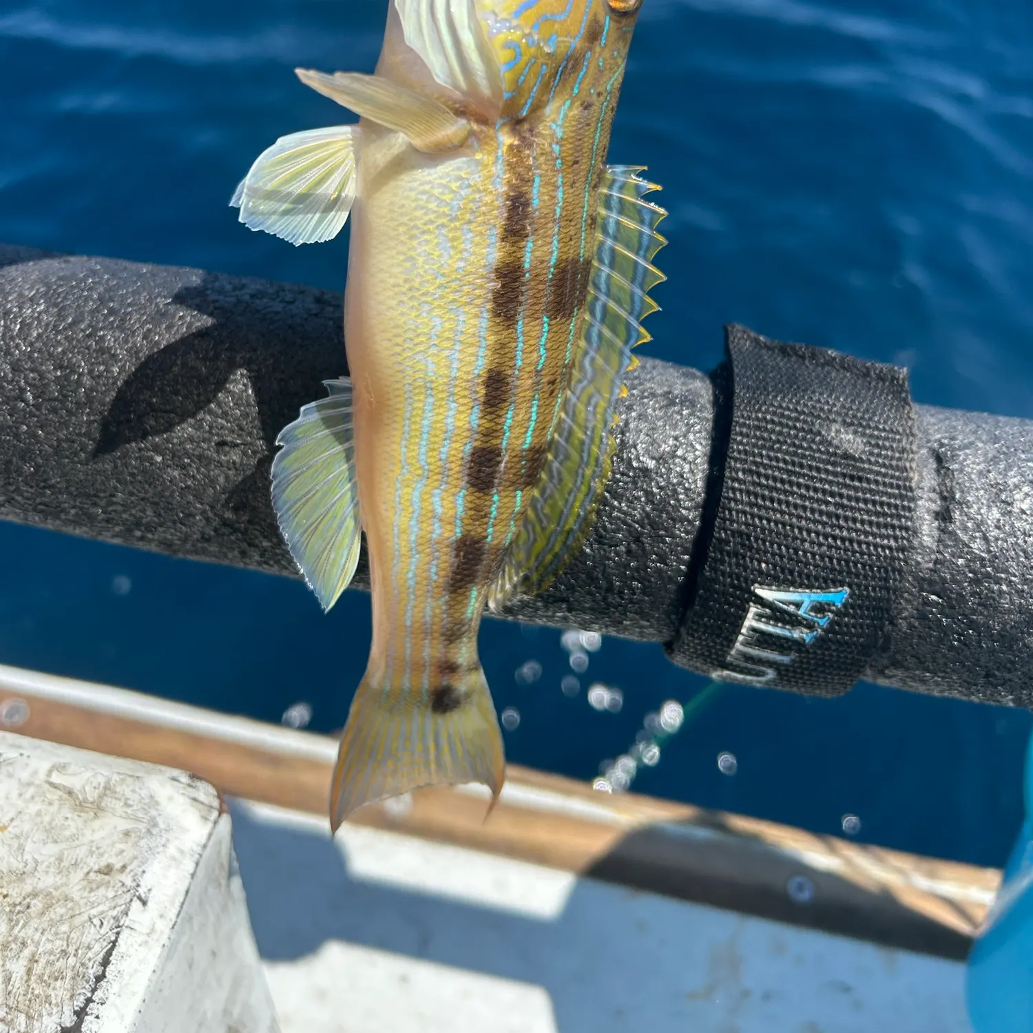 The most recent Sand perch catches on Fishbrain