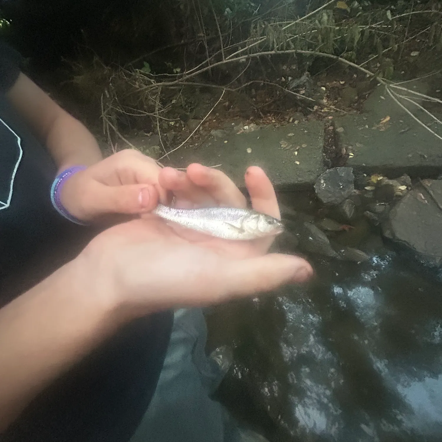 Creek chub caught on Fishbrain