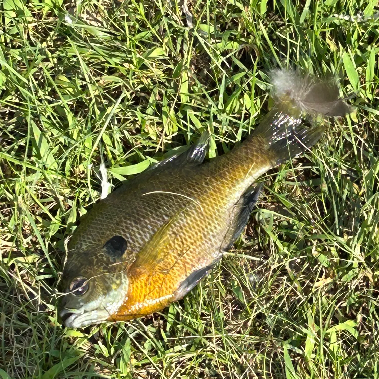 Bluegill caught on Fishbrain