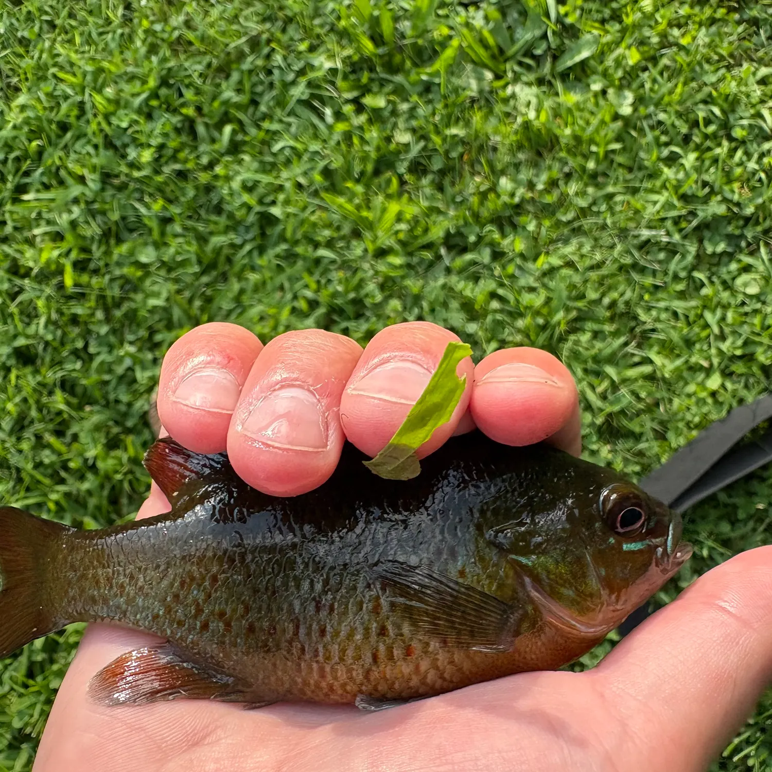 The most recent Pumpkingill hybrid catches on Fishbrain