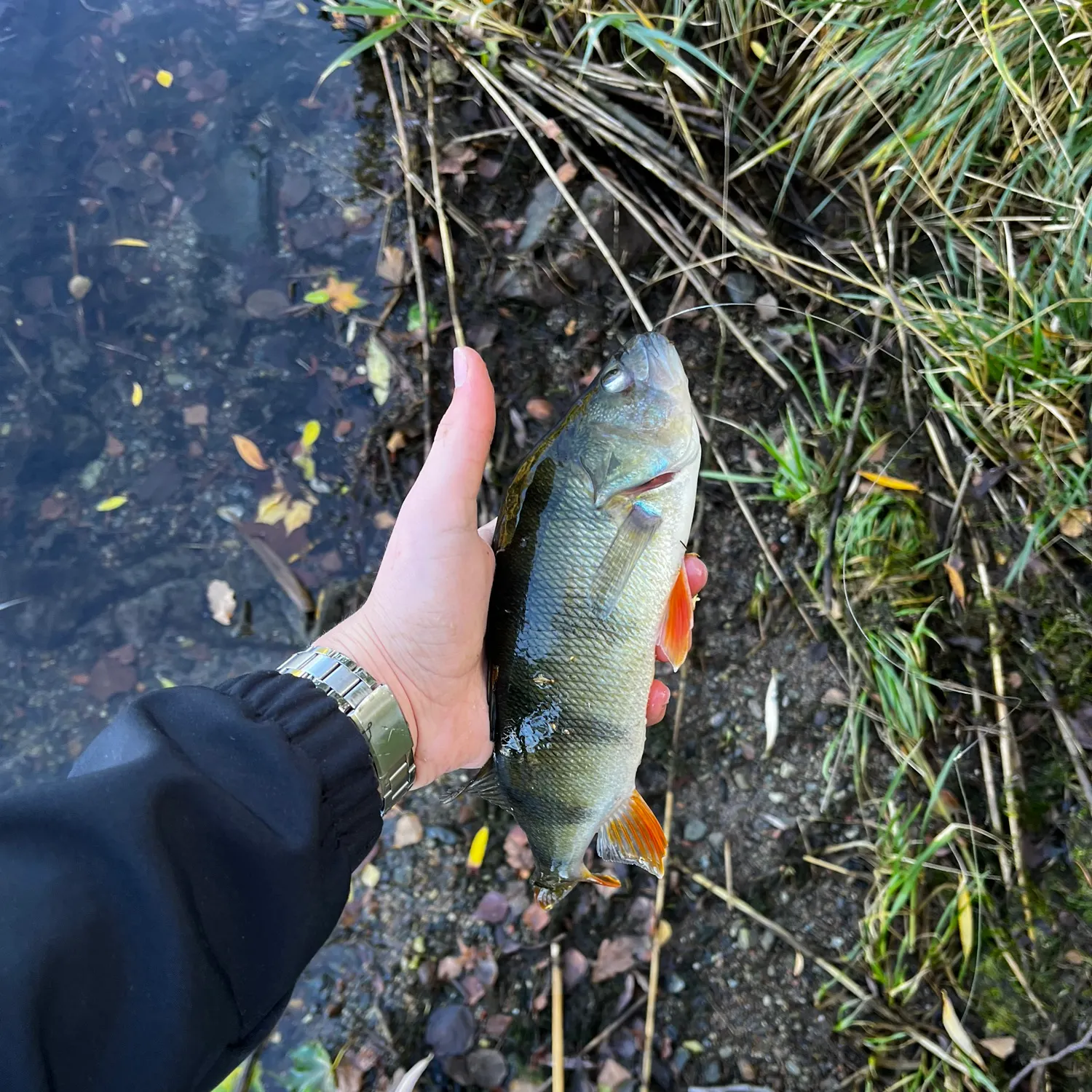 European perch caught on Fishbrain