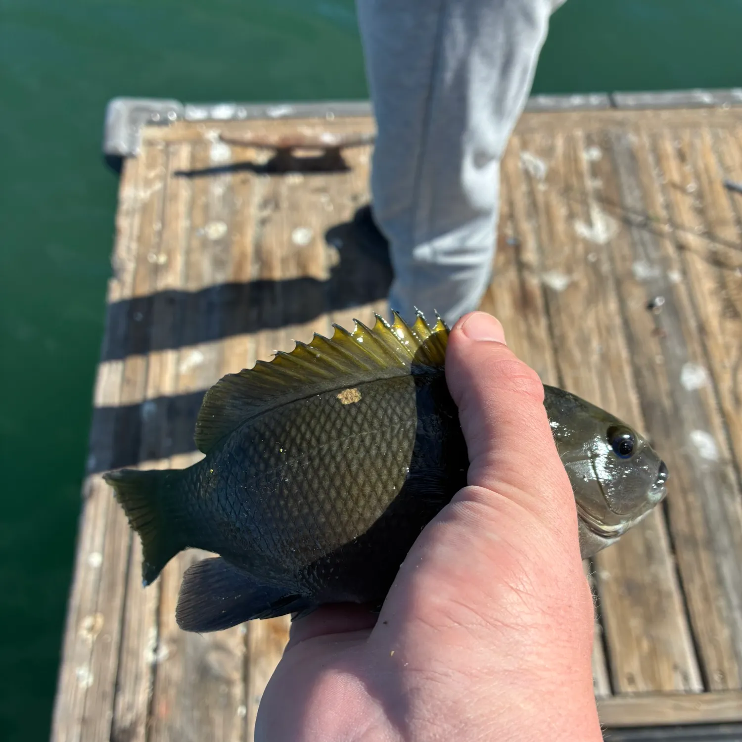 The most recent Estuary perch catches on Fishbrain