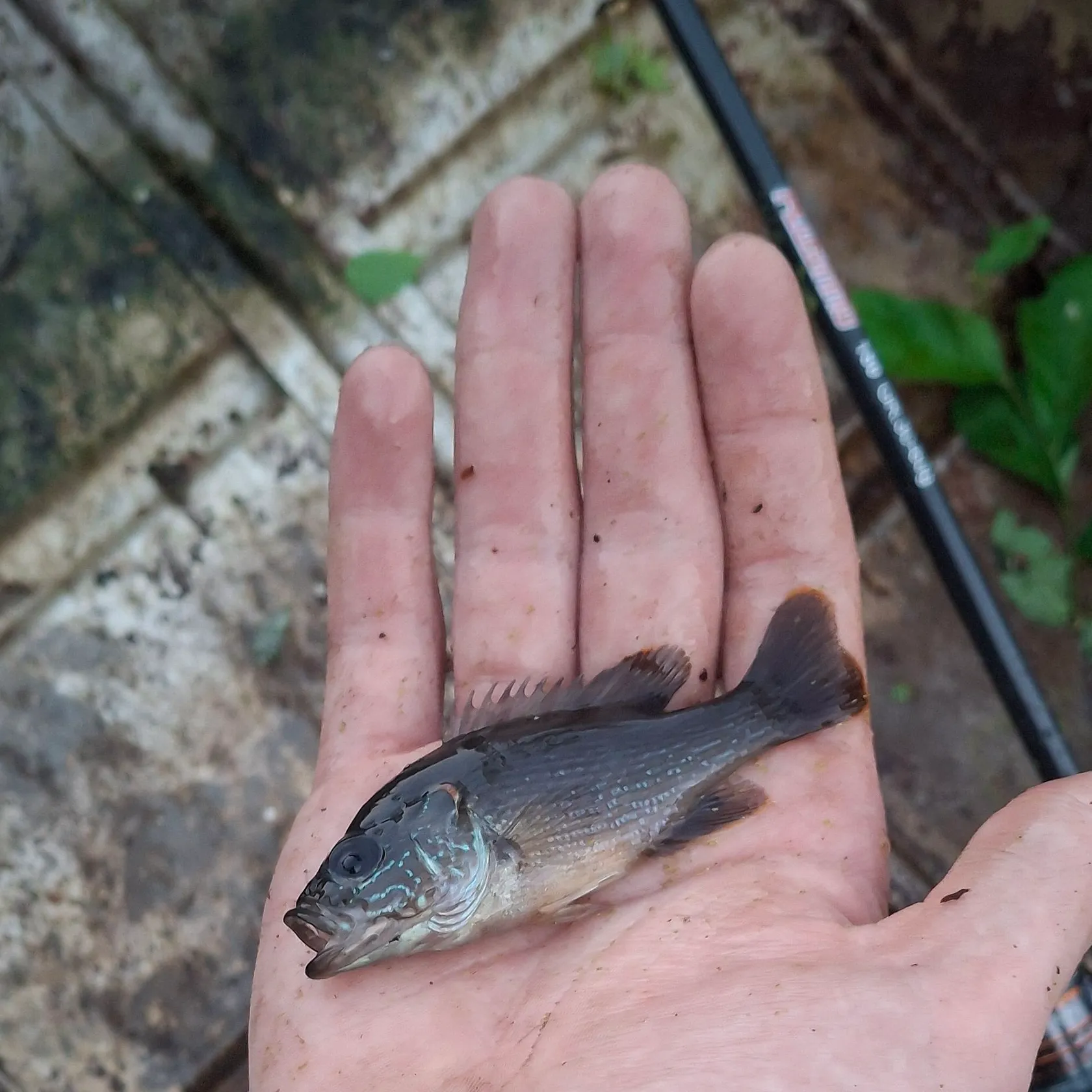 Dusky smooth-hound caught on Fishbrain