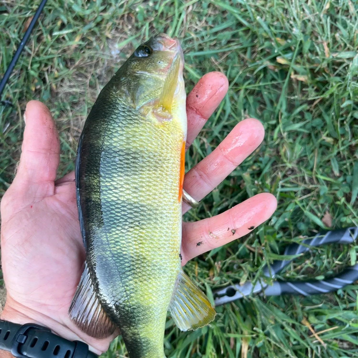 Yellow perch caught on Fishbrain