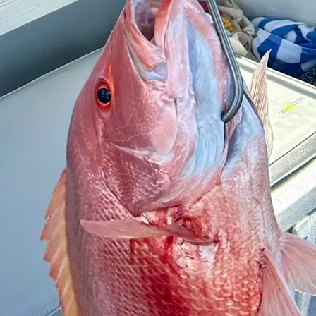 The most recent Australasian snapper catches on Fishbrain