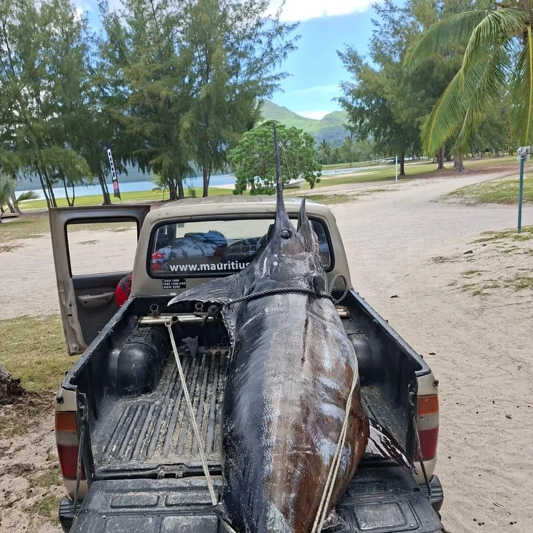 The most recent Black marlin catches on Fishbrain