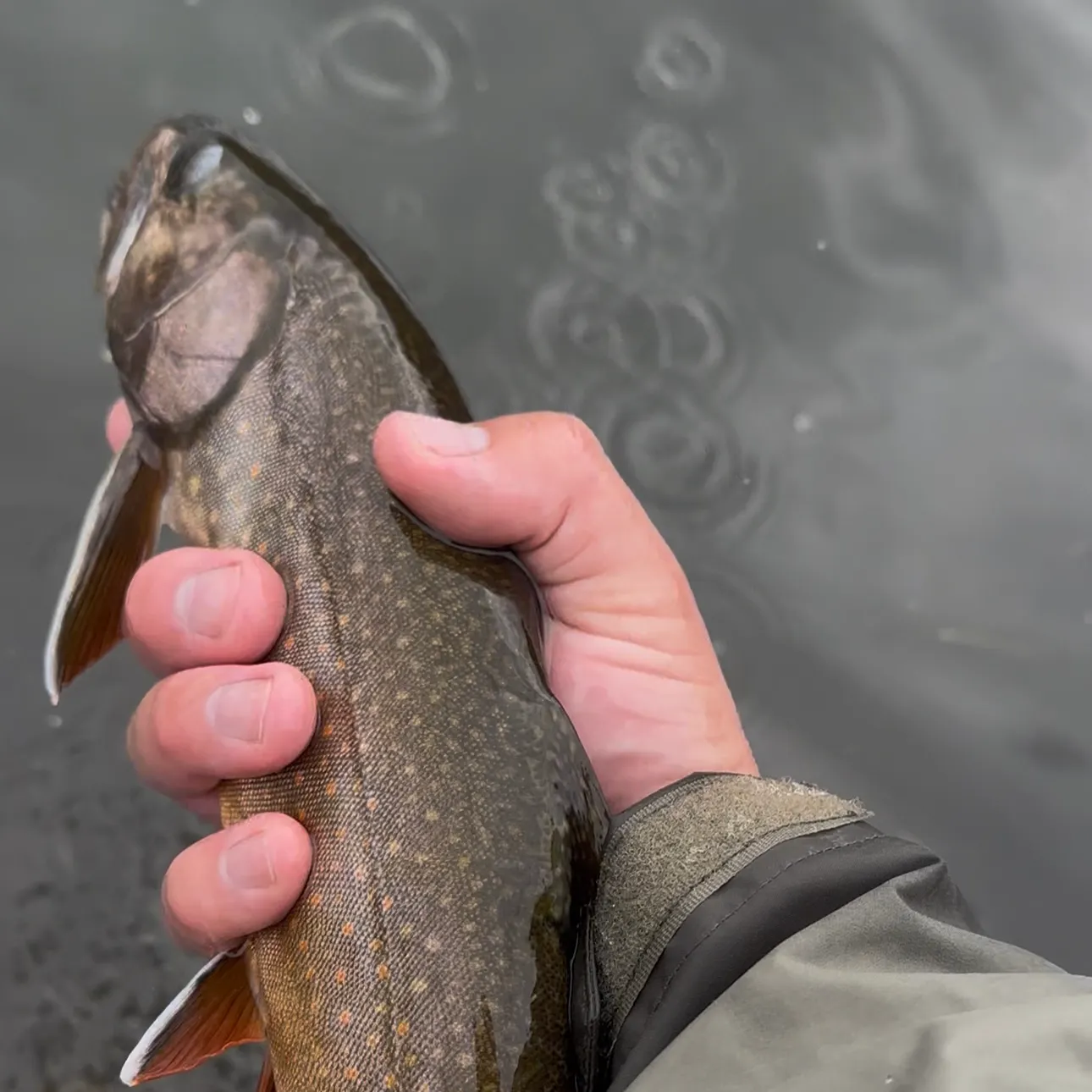 Splake caught on Fishbrain
