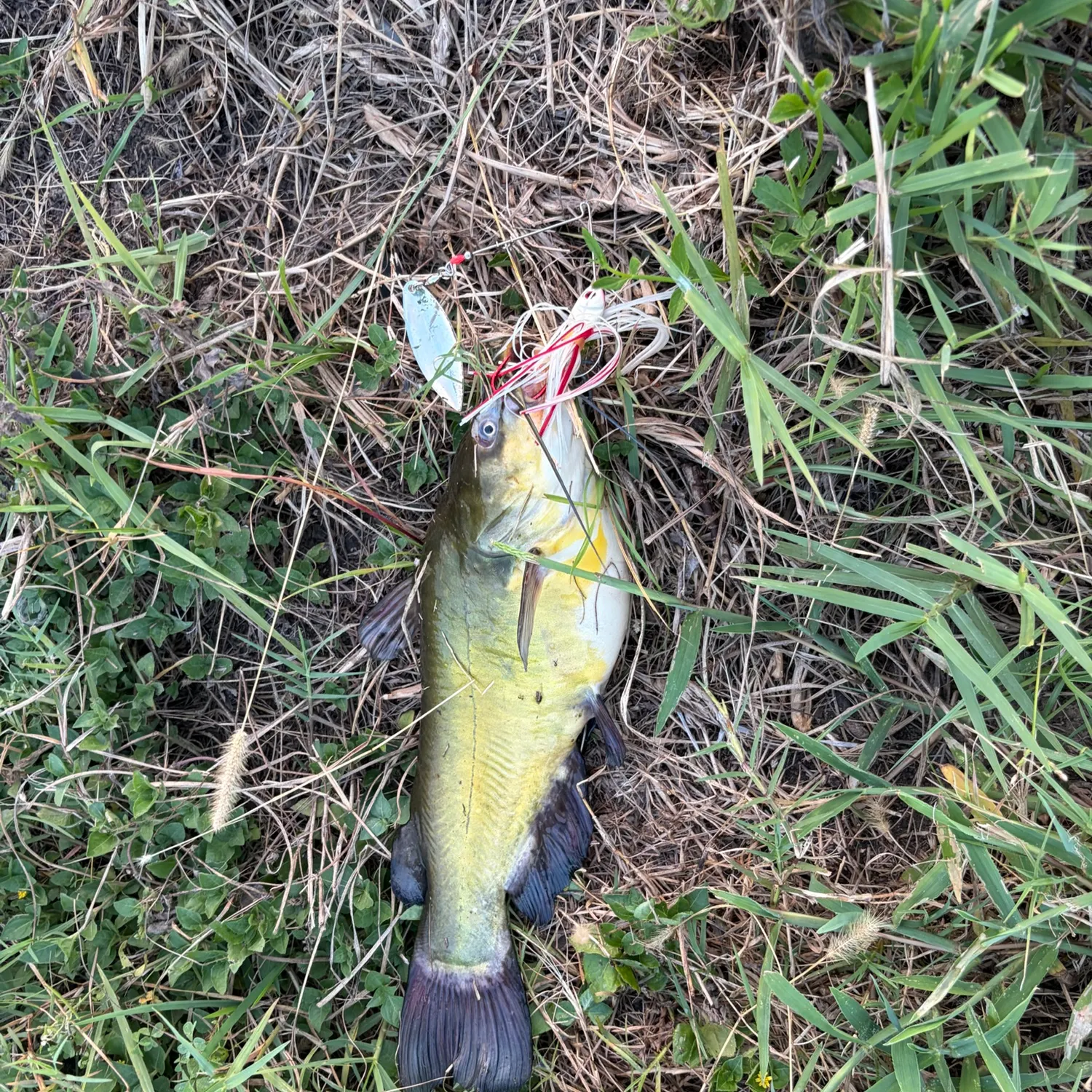 Yellow bullhead caught on Fishbrain