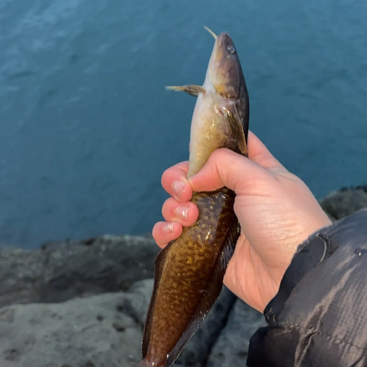 The most recent Three-bearded rockling catches on Fishbrain