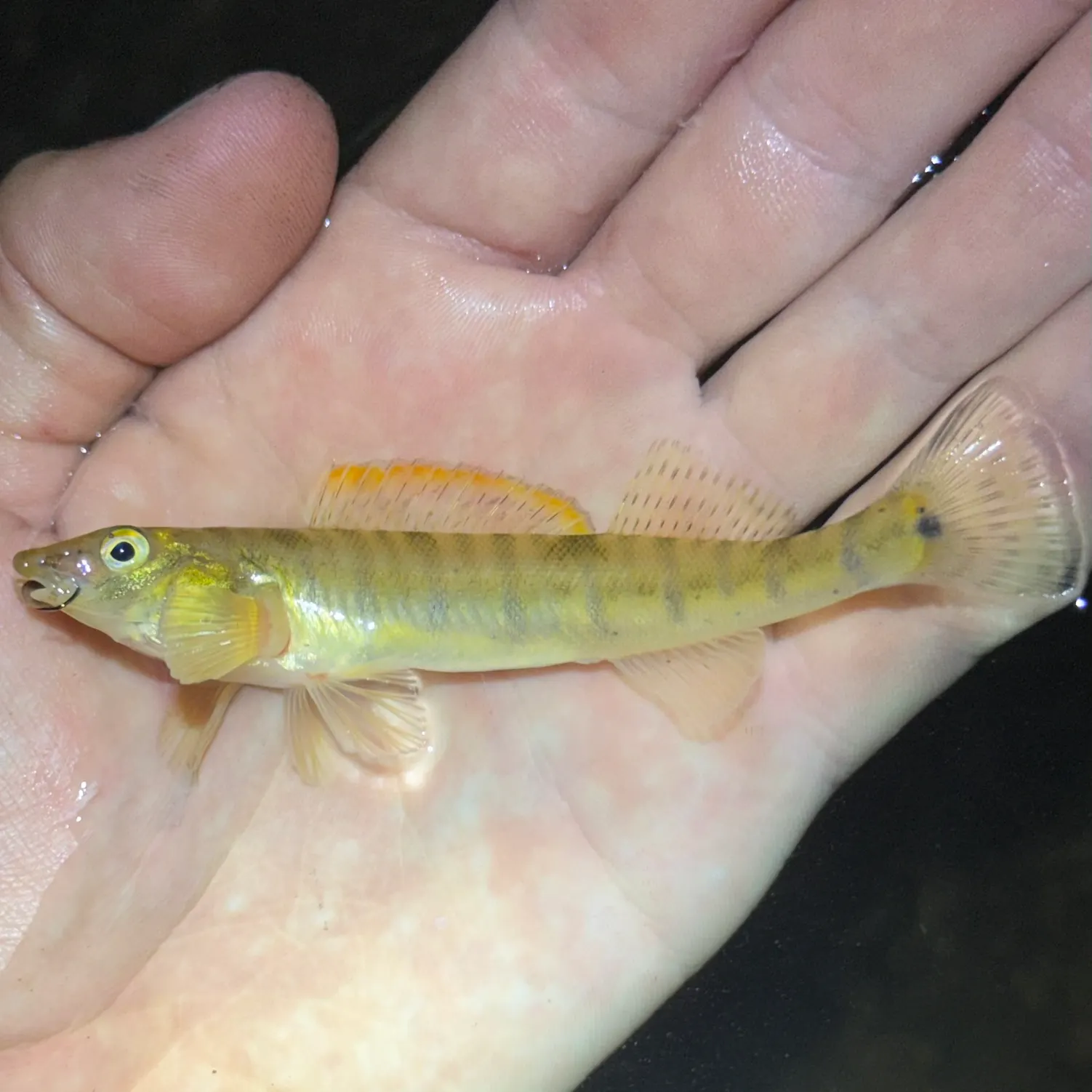The most recent Ozark logperch catches on Fishbrain