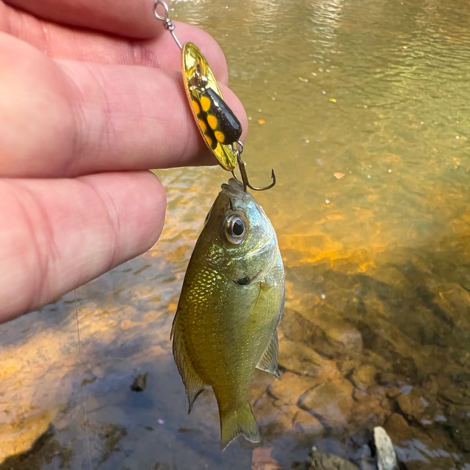 Bluegill caught on Fishbrain