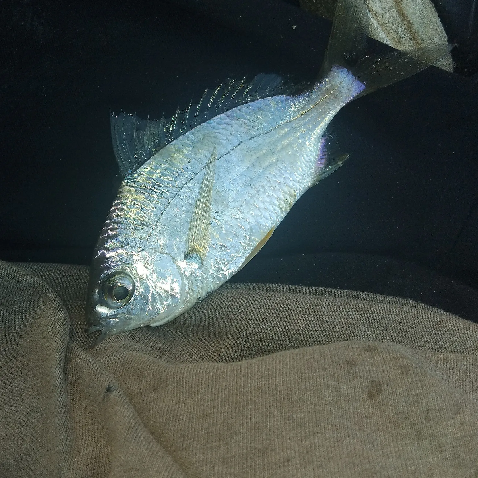 The most recent Common silver belly catches on Fishbrain