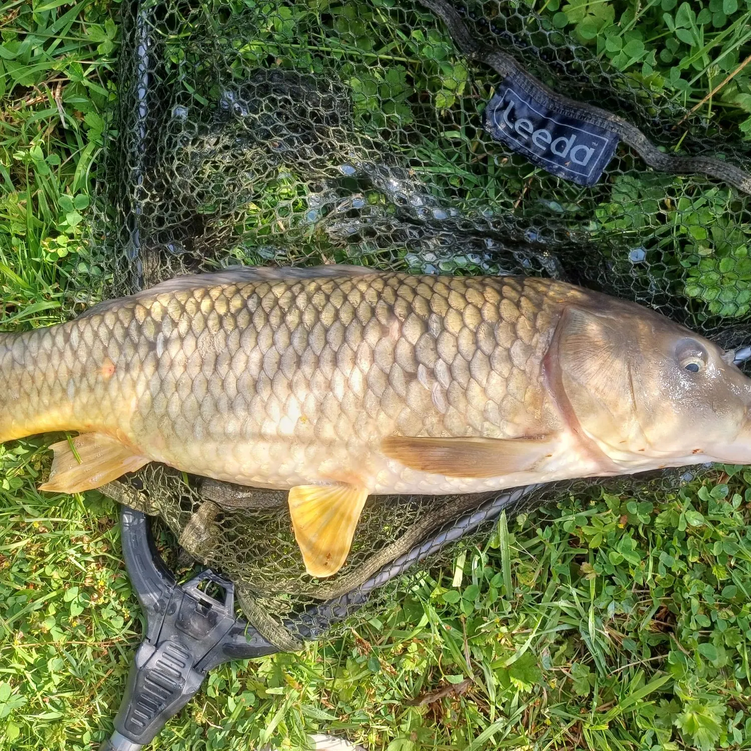 The most recent Common carp catches on Fishbrain