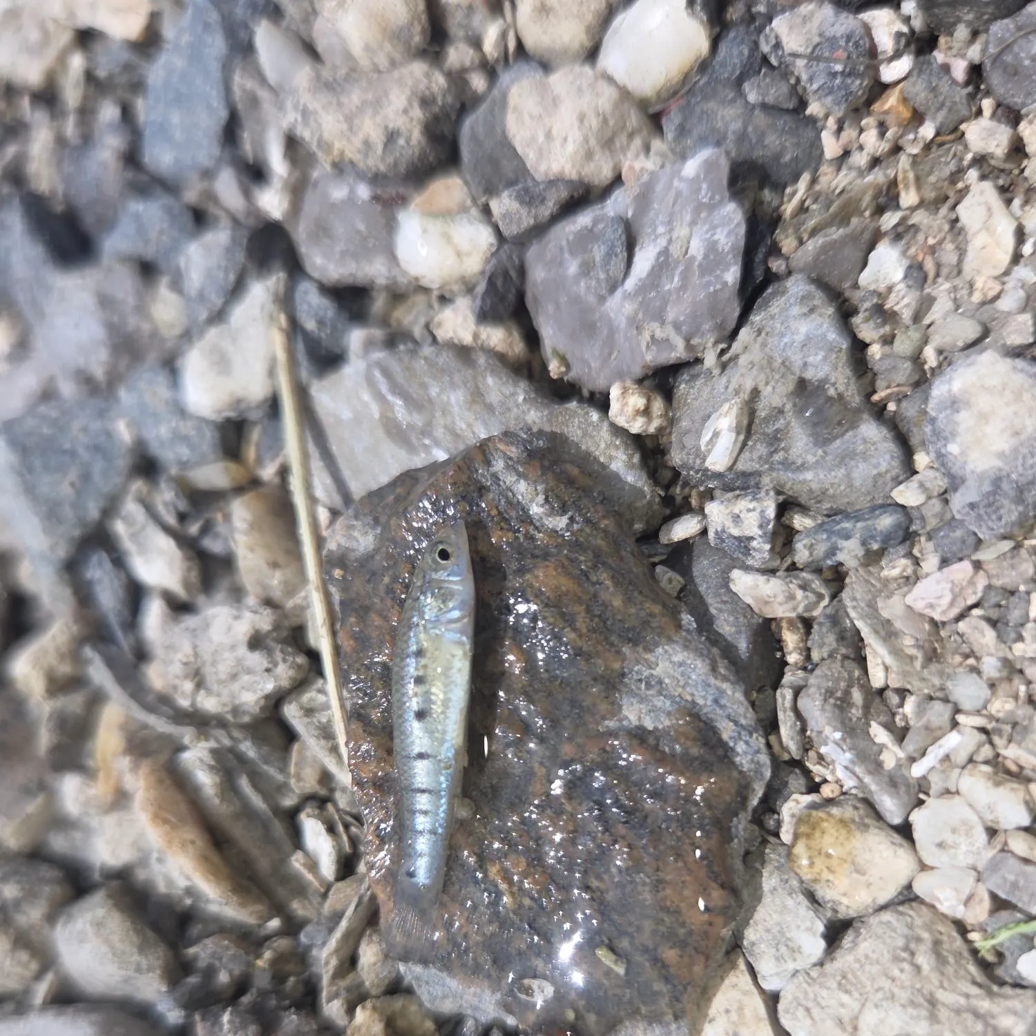 Striped killifish caught on Fishbrain