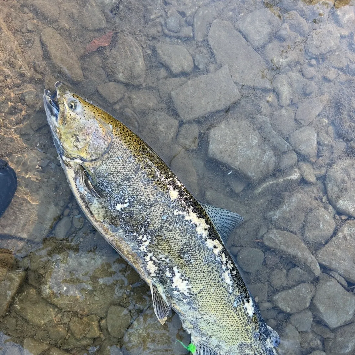 Chinook salmon caught on Fishbrain