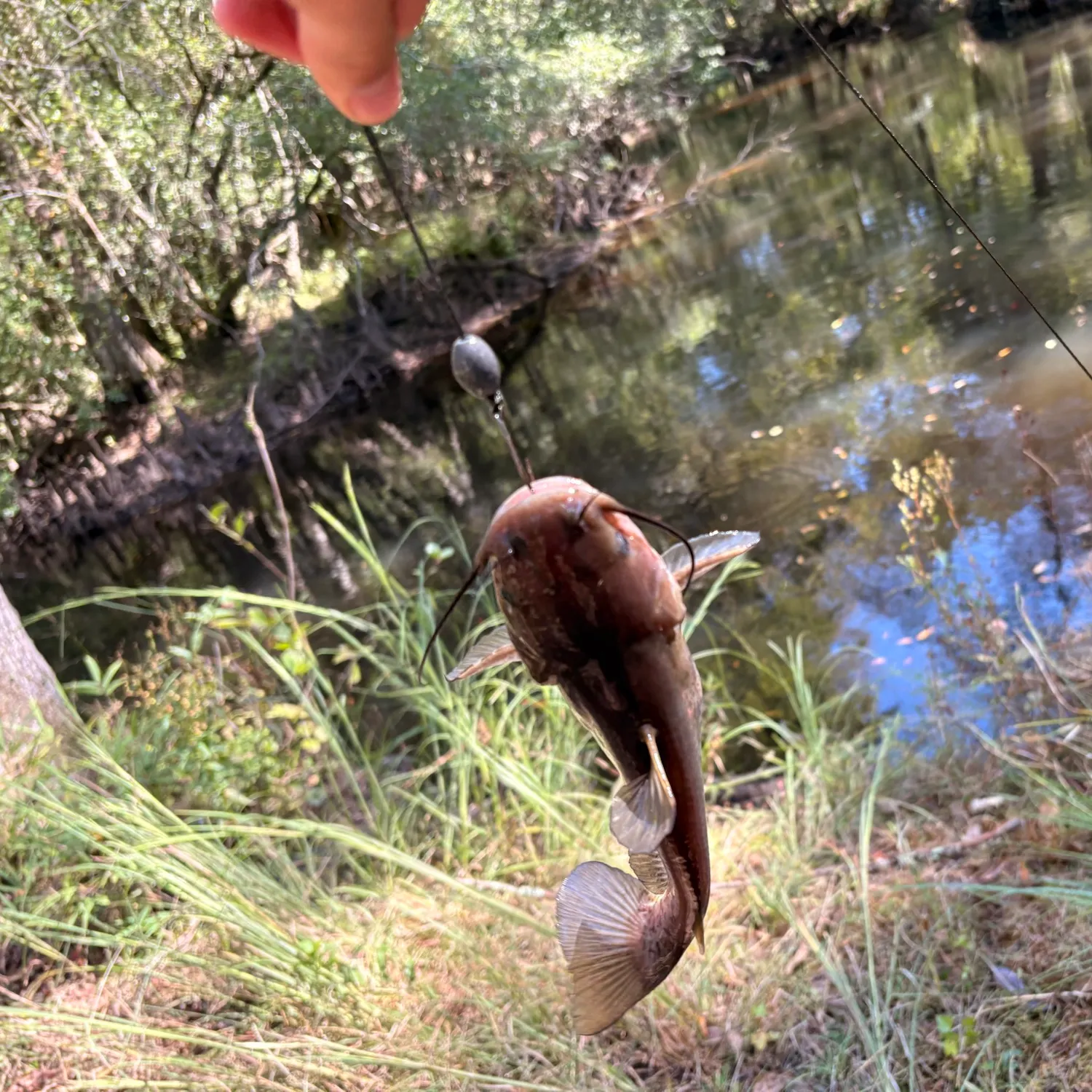 Black bullhead caught on Fishbrain