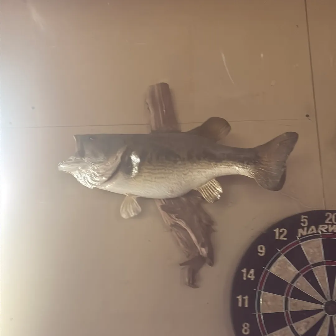 The most recent Muskellunge catches on Fishbrain