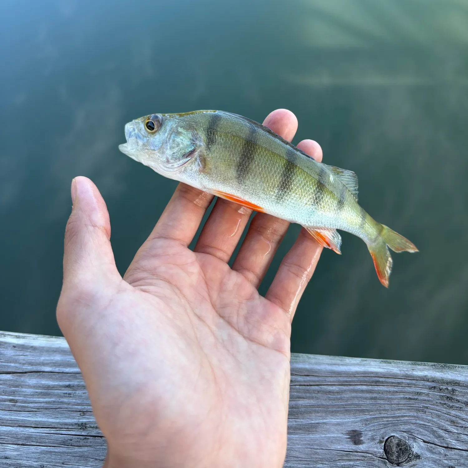 European perch caught on Fishbrain