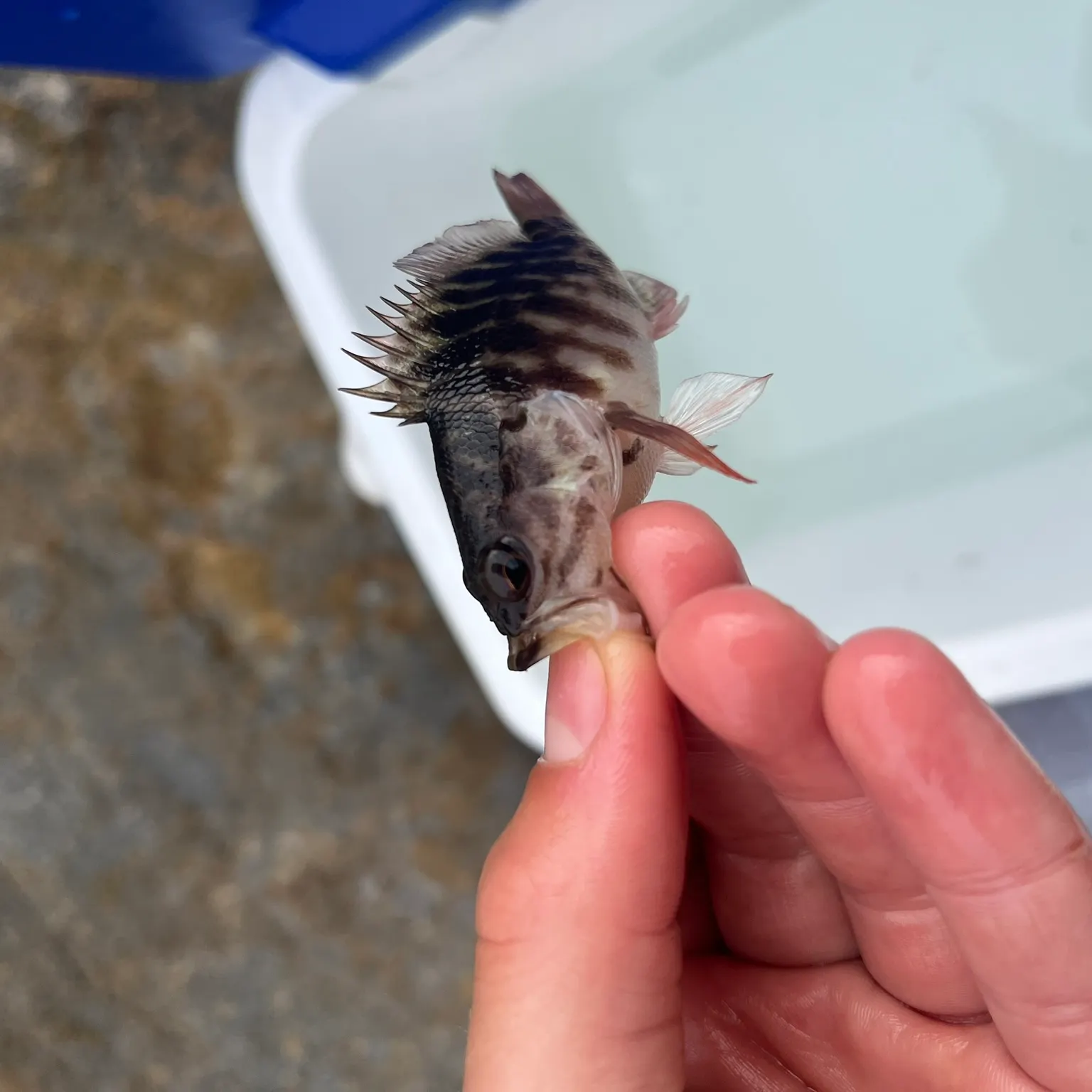 The most recent Saddletail grouper catches on Fishbrain