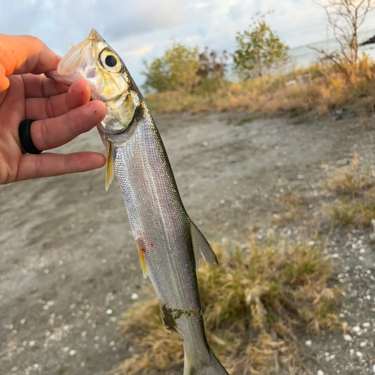 Ladyfish caught on Fishbrain