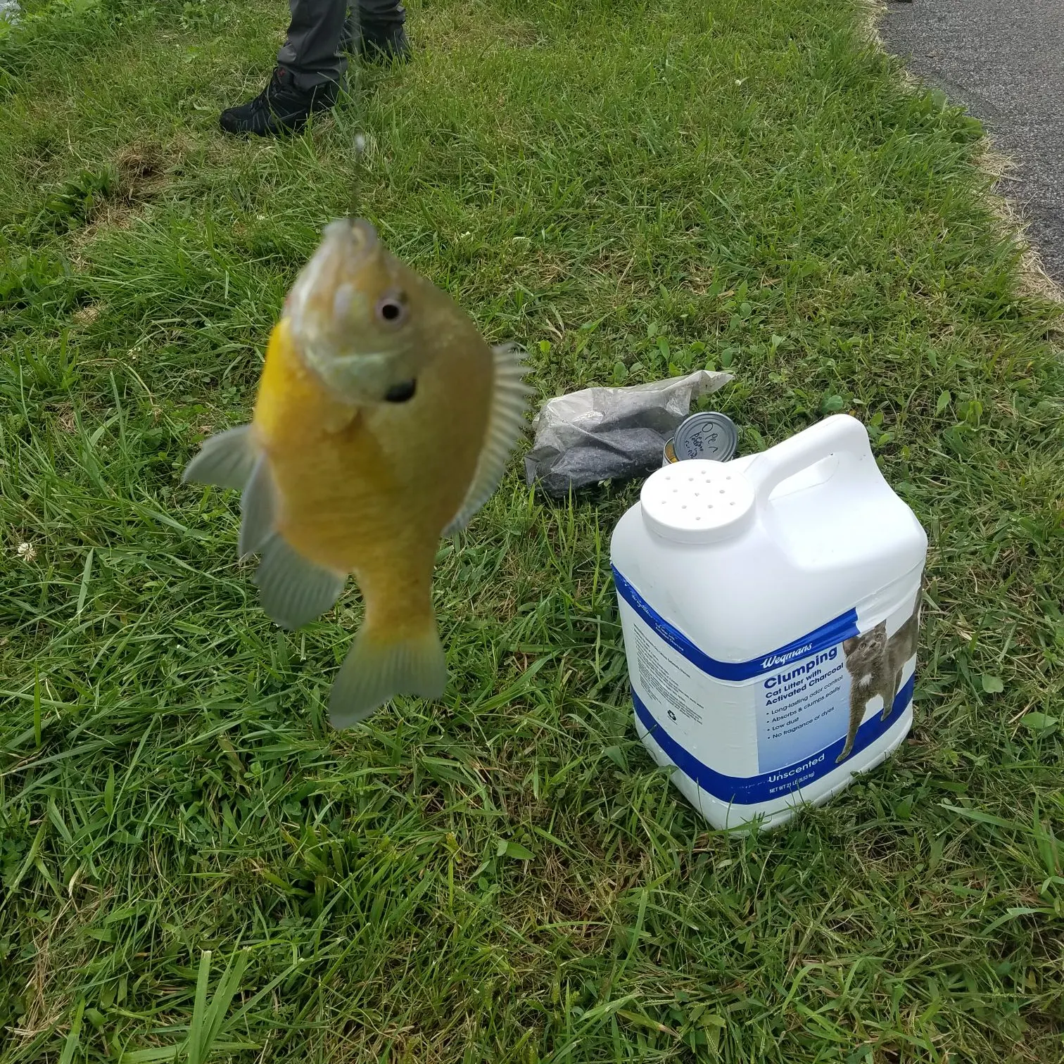 Bluegill caught on Fishbrain