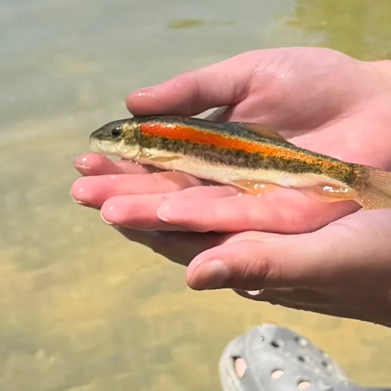 The most recent Golden trout catches on Fishbrain