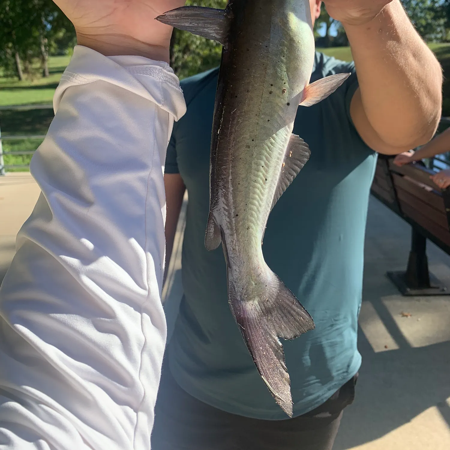 Channel catfish caught on Fishbrain