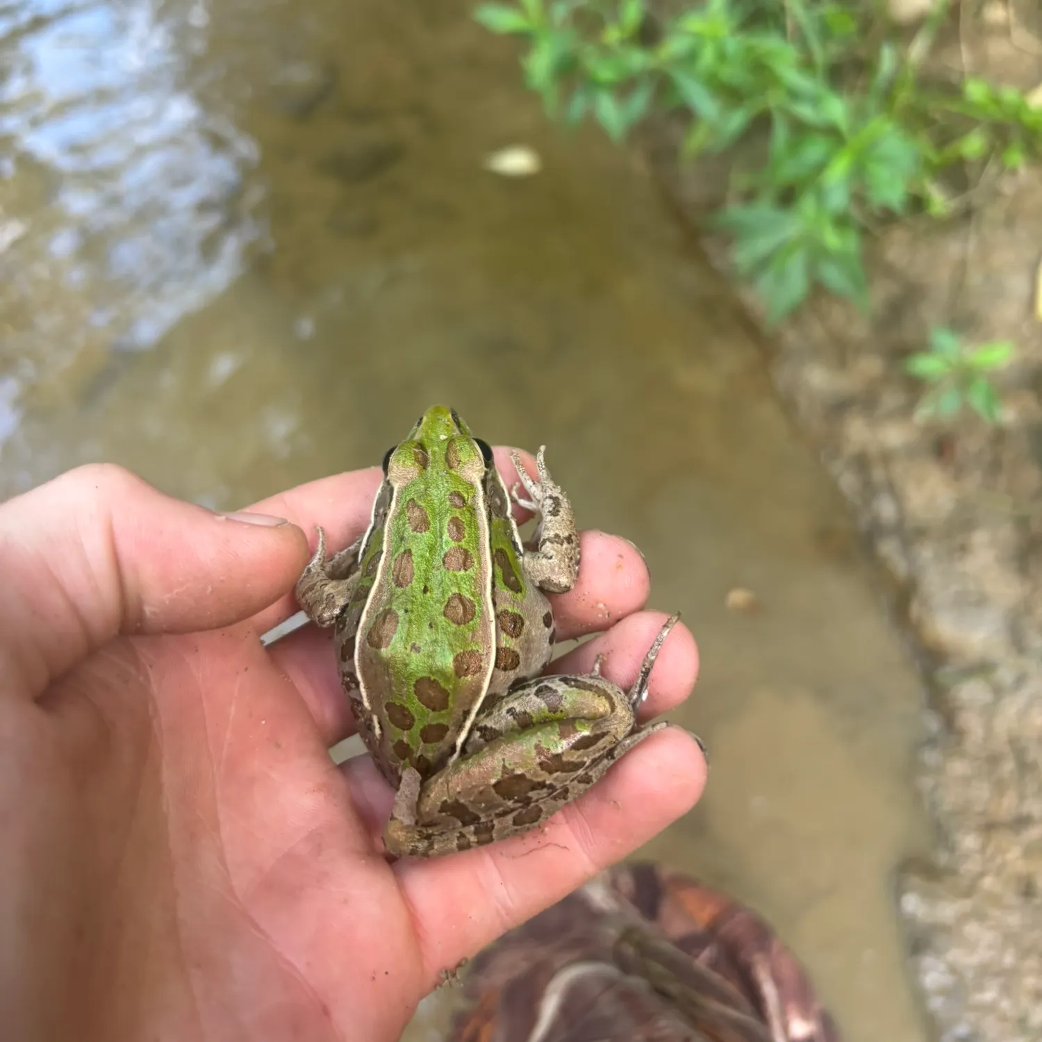 The most recent Northern leopard frog catches on Fishbrain